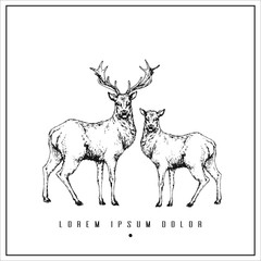 hand drawn isolated illustration with deer and place for your text. minimalism vintage  invitation, label or card