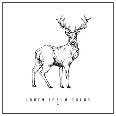 hand drawn isolated illustration with deer and place for your text. minimalism vintage  invitation, label or card