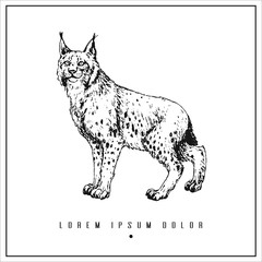 hand drawn isolated illustration with lynx and place for your text. minimalism vintage  invitation, label or card © sokolovaju