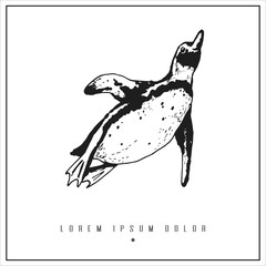 hand drawn isolated illustration with penguin and place for your text. minimalism vintage  invitation, label or card