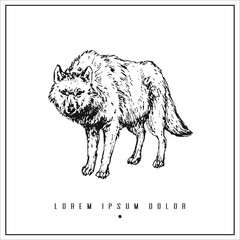 hand drawn isolated illustration with wolf and place for your text. minimalism vintage  invitation, label or card