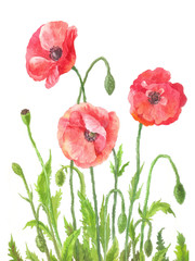 Fototapeta premium Three garden poppies in watercolor. Composition of field red flowers. Botanical illustration on white background. Hand drawn art