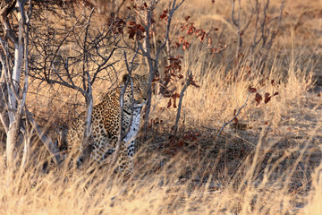 The african leopard (Panthera pardus pardus) sitting hidden in the dense bush at sunrise