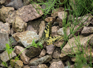 Schwalbenschwanz auf Steine, Schmetterling, Natur 