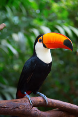 Colorful tucan