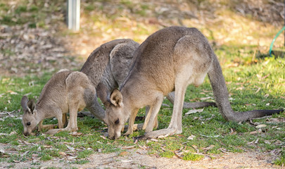 Naklejka na ściany i meble Kangaroo family together