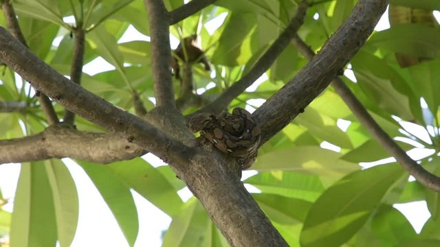 A small python lying on a tree