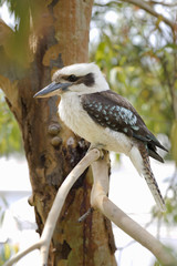 Kookaburra on a tree closeup.