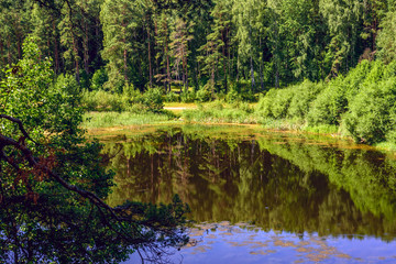 Lake in the forest