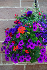 Hanging flower planter with colorful blue, red and pink petunia and geranium 
