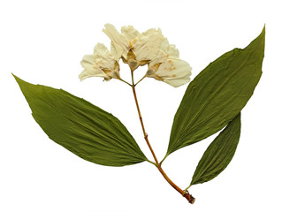 Dried jasmine branch with flowers, isolated on white background