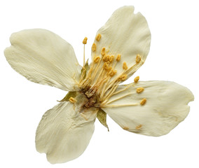 Dried jasmine  flower, isolated on white background