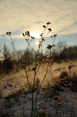 Obraz premium touch of winter