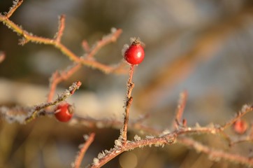 frozen rosehip