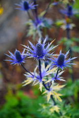 Sea Holly blue thistle Eryngium flowers growing in the garden 