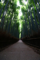 Fototapeta premium Arashiyama Bamboo Groove