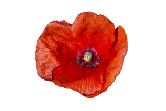  Red poppy isolated on white background