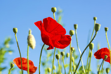 Fototapeta premium Red poppy flowers on blue sky background