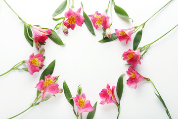 Pink alstroemeria flowers isolated on a white