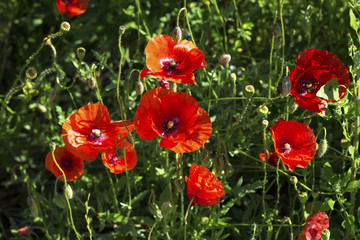 Fototapeta na wymiar Field of Poppy Flowers