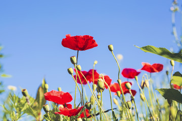 Red poppy flowers on blue sky background