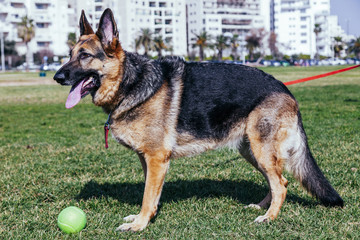 German Shepherd Playing in Park