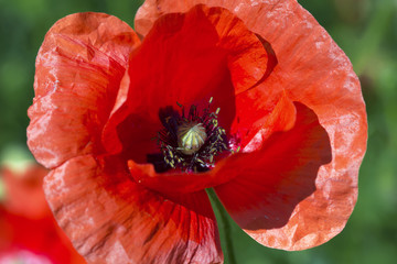  Red poppy isolated on green natural background