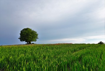 wiese in Zollikon in der Schweiz