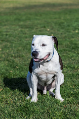 Pit Bull Sitting on Park Lawn