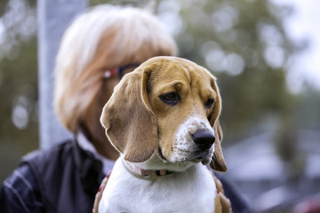 Beagle sitting in owners kneel in exterior