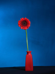 rote Gerbera