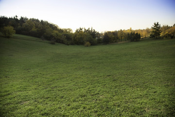 Rugged mountain meadow terrain with forest in background