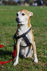 Pinscher Dog Lawn Portrait