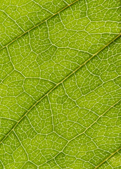 Green leaf texture, macro image