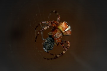 lunch spider Araneus