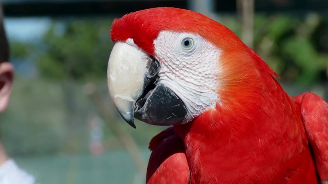 Close up of a scarlet macaw parrot chewing on seeds while feeding.