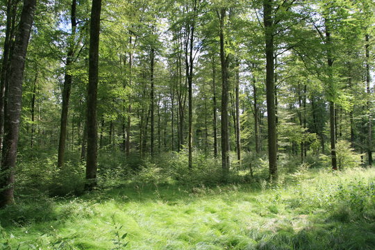 Nachhaltigkeit im Bild - Schöner grüner Wald