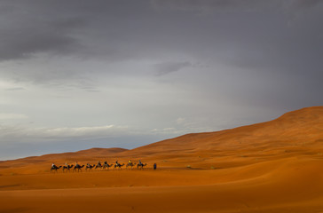 Camel train in the desert