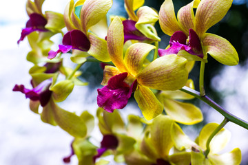 Yellow orchid blooming beautiful in beautiful.