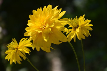 Природа (Цветы)