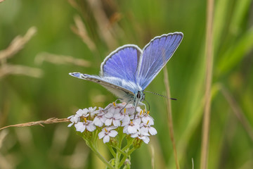 schmetterling