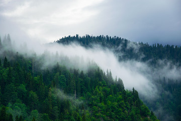  Foggy forest