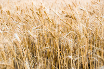 Wheat field in Central Russia.