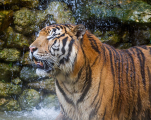 Tiger Cooling down in Waterfall