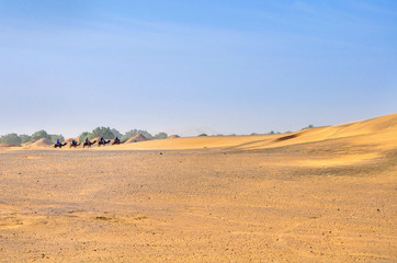 Fototapeta na wymiar caravan of camels goes to the desert, Sahara Desert dunes in bright sunny day