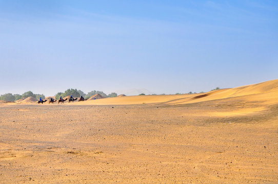 caravan of camels goes to the desert, Sahara Desert dunes in bright sunny day