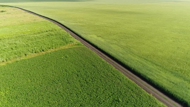 Road among a green wheat fields in Russia