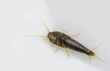 ein Silberfischchen ( Lepisma saccharina )