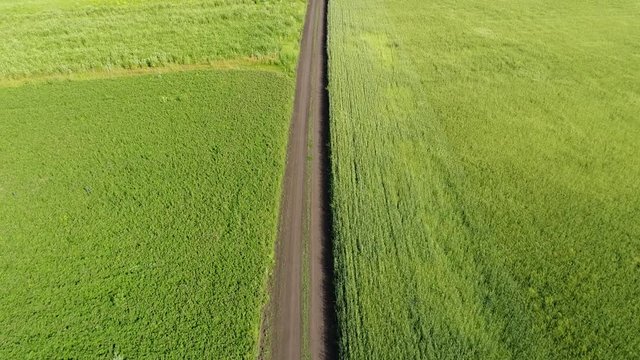 Road among a green wheat fields in Russia