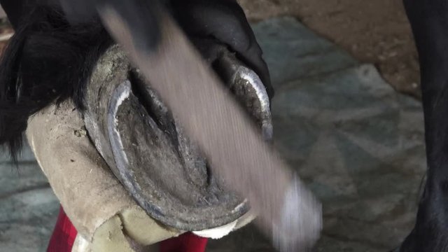 Friesian horse hoof cleaning. Horse hoof care, hoof proofing.
